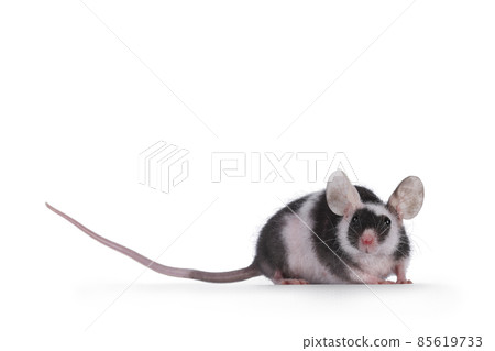 Black with white mouse isolated on white background 85619733