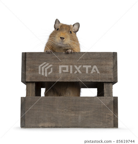 Degu on white background 85619744
