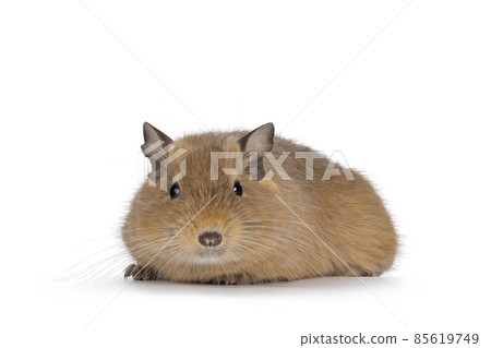 Degu on white background Degu on white background 85619749