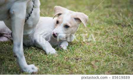 Mom dog take care of its puppy at grass field Mom dog take care of its puppy at grass field 85619889