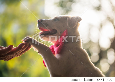 cute labrador puppy give hi five to owner at sunset cute labrador puppy give hi five to owner at sunset 85619890