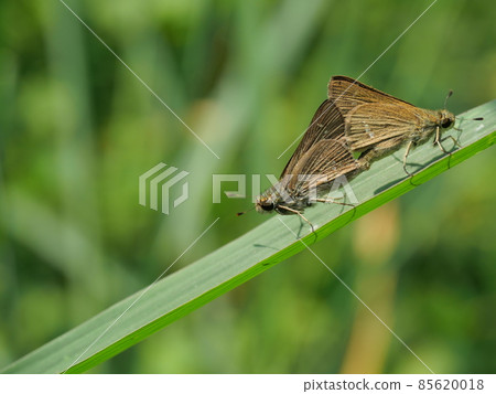 Two Large Branded Swift  Butterflies mating on leaf with natural green background, White dot pattern on the brown wings of tropical butterfly 85620018