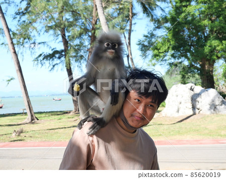 Dusky leaf monkey ( Spectacled langur ) sitting on the shoulder of an asian man on the beach wiith sea in backgroiund at Prachuap bay, Prachuap Khiri Khan Province, Thailand Dusky leaf monkey ( Spectacled langur ) sitting on the shoulder of an asian man on the beach wiith sea in backgroiund at Prachuap bay, Prachuap Khiri Khan Province, Thailand 85620019