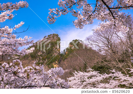 [Niigata Prefecture] Sado Island Sado Kinzan Doyu no Warito Sakura 85620620
