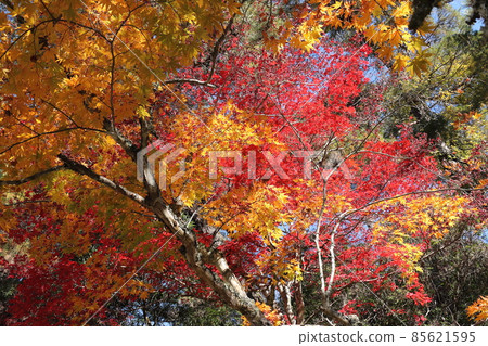 宮島/紅葉谷 85621595