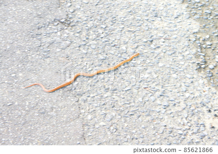 Jimgri crawling on the ground 85621866