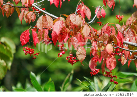 Oze_Mayumi's red fruits and red leaves 85622014