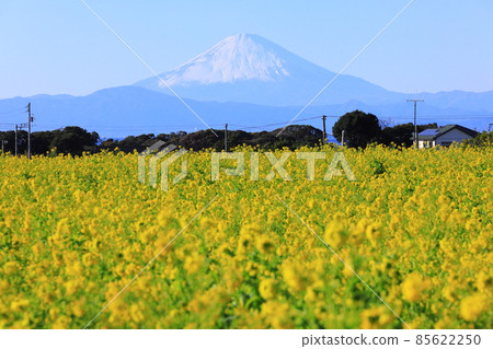 太陽山油菜花 太陽山油菜花 85622250