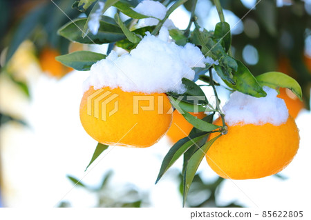 白雪皚皚的夏天橘子 白雪皚皚的夏天橘子 85622805