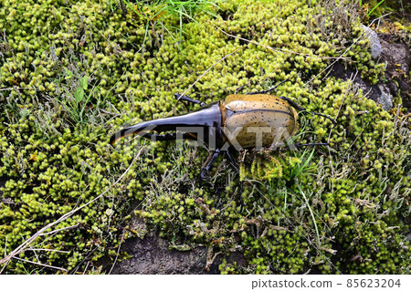 Hercules beetle male 140 mm Hercules beetle male 140 mm 85623204