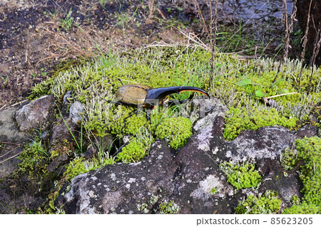 Hercules beetle male 140 mm Hercules beetle male 140 mm 85623205