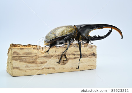 Hercules beetle male 140 mm Hercules beetle male 140 mm 85623211