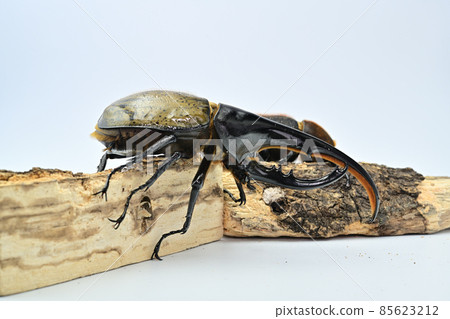 Hercules beetle male 140 mm Hercules beetle male 140 mm 85623212