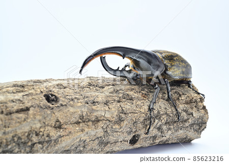 Hercules beetle male 140 mm Hercules beetle male 140 mm 85623216