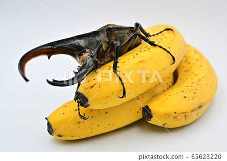 Hercules beetle male 140 mm Hercules beetle male 140 mm 85623220
