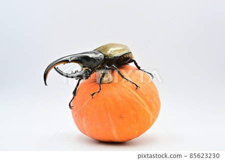 Hercules beetle male 140 mm 85623230