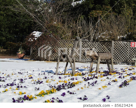 雪景中可愛的黃色和紫色花朵是中提琴花 85623424