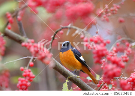 Daurian Redstart 和俄羅斯橄欖 Daurian Redstart 和俄羅斯橄欖 85623498
