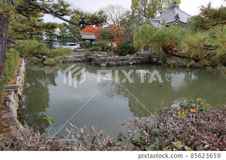 Japanese shrines and temples: Sueji Chokoin and autumn leaves in the precincts of Myoshinji Temple in Kyoto City Japanese shrines and temples: Sueji Chokoin and autumn leaves in the precincts of Myoshinji Temple in Kyoto City 85623659