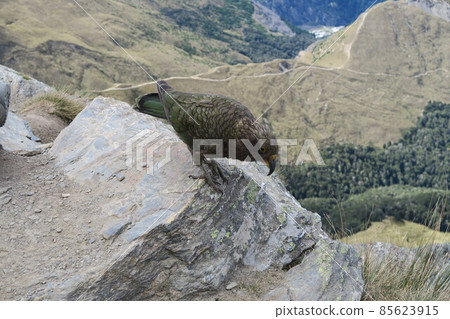 Care for curious parrots living in New Zealand 85623915