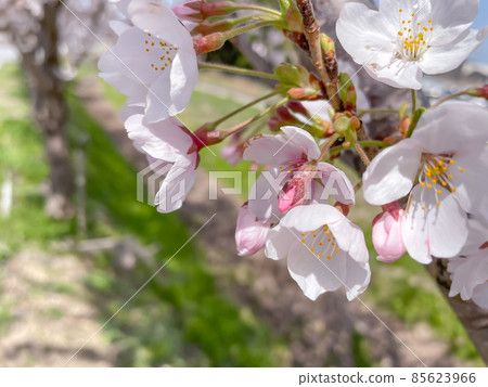 滋賀縣安須市三上櫻 85623966