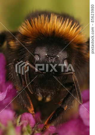 Detailed vertical close up on the black Cuckoo-Bumble Bee, Bombus vestalis, sitting on a purple flower Detailed vertical close up on the black Cuckoo-Bumble Bee, Bombus vestalis, sitting on a purple flower 85623980