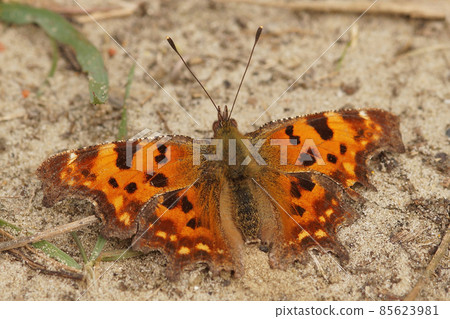Closeup of the Comma butterfly, Polygonia c-album, sitting on the ground with open wings Closeup of the Comma butterfly, Polygonia c-album, sitting on the ground with open wings 85623981