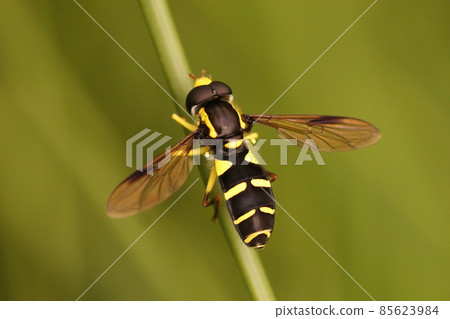 A closeup shot of a colorful ant-hill hoverfly on a green branch - Xanthogramma pedissequum 85623984