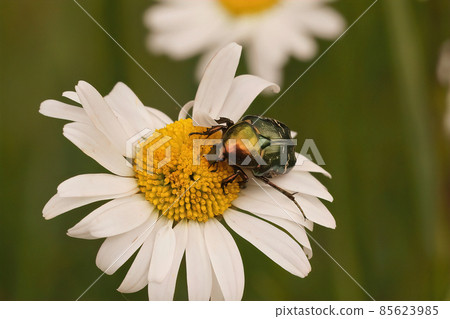 Closeup on the metallic shiny European Rose Chafer, Cetonia aurata, sitting a white flower of Leucanthemum vulgare 85623985