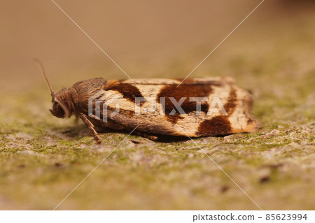 Closeup on a small Brown Oak Tortrix, Archips crataegana, sitting on a green leaf on a piece of wood 85623994