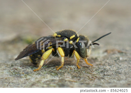 Closeup of one of the small carder bees, Anthidium strigatum , posed on wood in the garden Closeup of one of the small carder bees, Anthidium strigatum , posed on wood in the garden 85624025