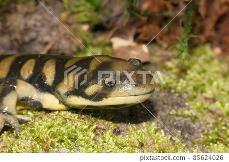 Closeup on the head of a Barred tiger salamander, Ambystoma mavortium on green moss 85624026