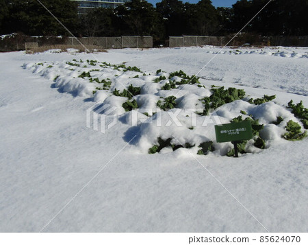 Snow-covered cold-blooming flower vegetables that are not likely to bloom yet Snow-covered cold-blooming flower vegetables that are not likely to bloom yet 85624070