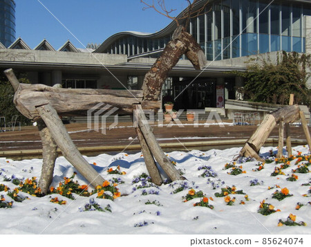 The cute orange and sky blue flowers in the snowy landscape are viola flowers The cute orange and sky blue flowers in the snowy landscape are viola flowers 85624074