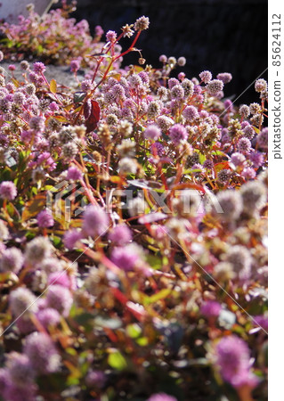 [Matsuda Town] Winter street corners, flowers in the back alleys 85624112