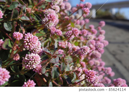 [松田町] 冬天的街角，後巷的鮮花 85624114