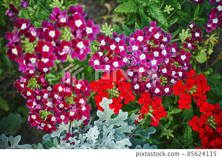 Verbena hybrid flowers blooming in park. Close up with selected focus. 85624115