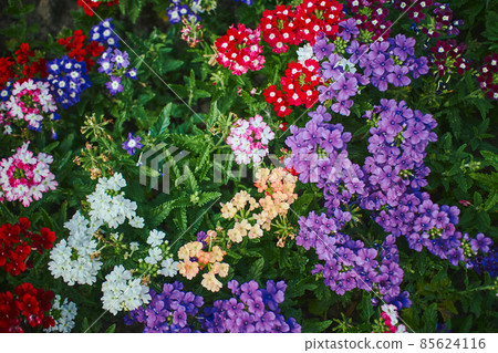 Verbena hybrid flowers blooming in park. Close up with selected focus. Verbena hybrid flowers blooming in park. Close up with selected focus. 85624116