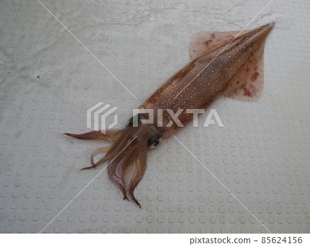 Squid Squid 85624156