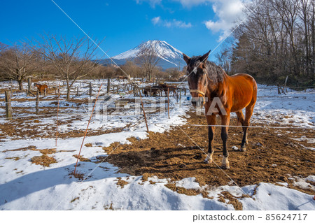 Winter ranch snow scene Mt. Fuji horse Asagiri plateau 85624717