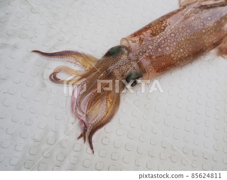 Squid 85624811