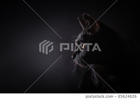 Side view of a light rimmed black house cat. Isolated on a black background 85624826
