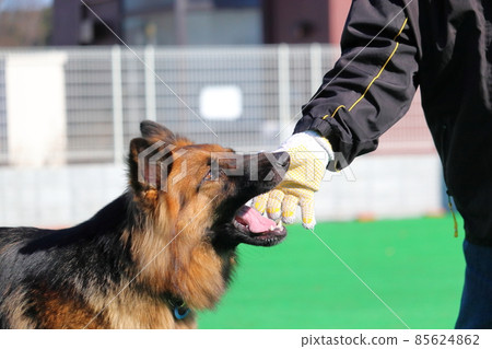 Chew, let go, shepherd with a man training Chew, let go, shepherd with a man training 85624862