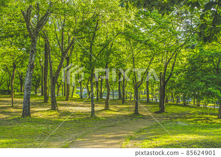 汝矣島公園步道場景 85624901