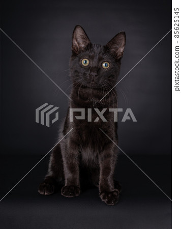 Sitting Cute black house cat kitten on a black background. 85625145