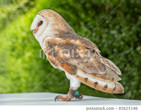 Barn owl looking to the left 85625146