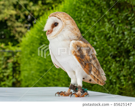 Barn owl looking to the left 85625147