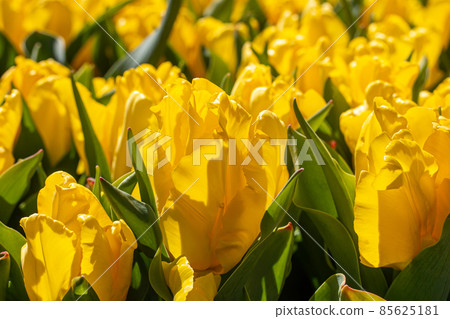 Yellow tulips with green stem leaves, The Netherlands Yellow tulips with green stem leaves, The Netherlands 85625181