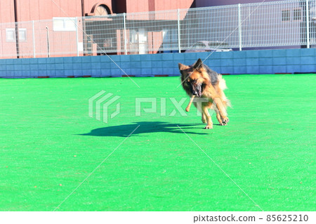 Shepherd, a large dog playing with a dog run Shepherd, a large dog playing with a dog run 85625210