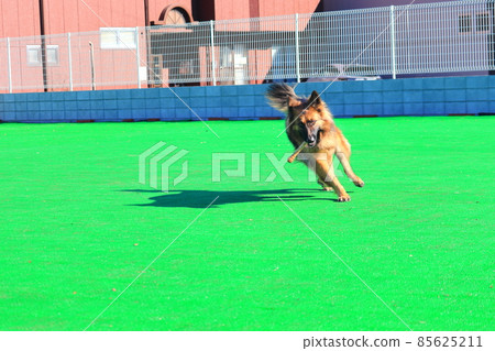 Shepherd, a large dog playing with a dog run Shepherd, a large dog playing with a dog run 85625211